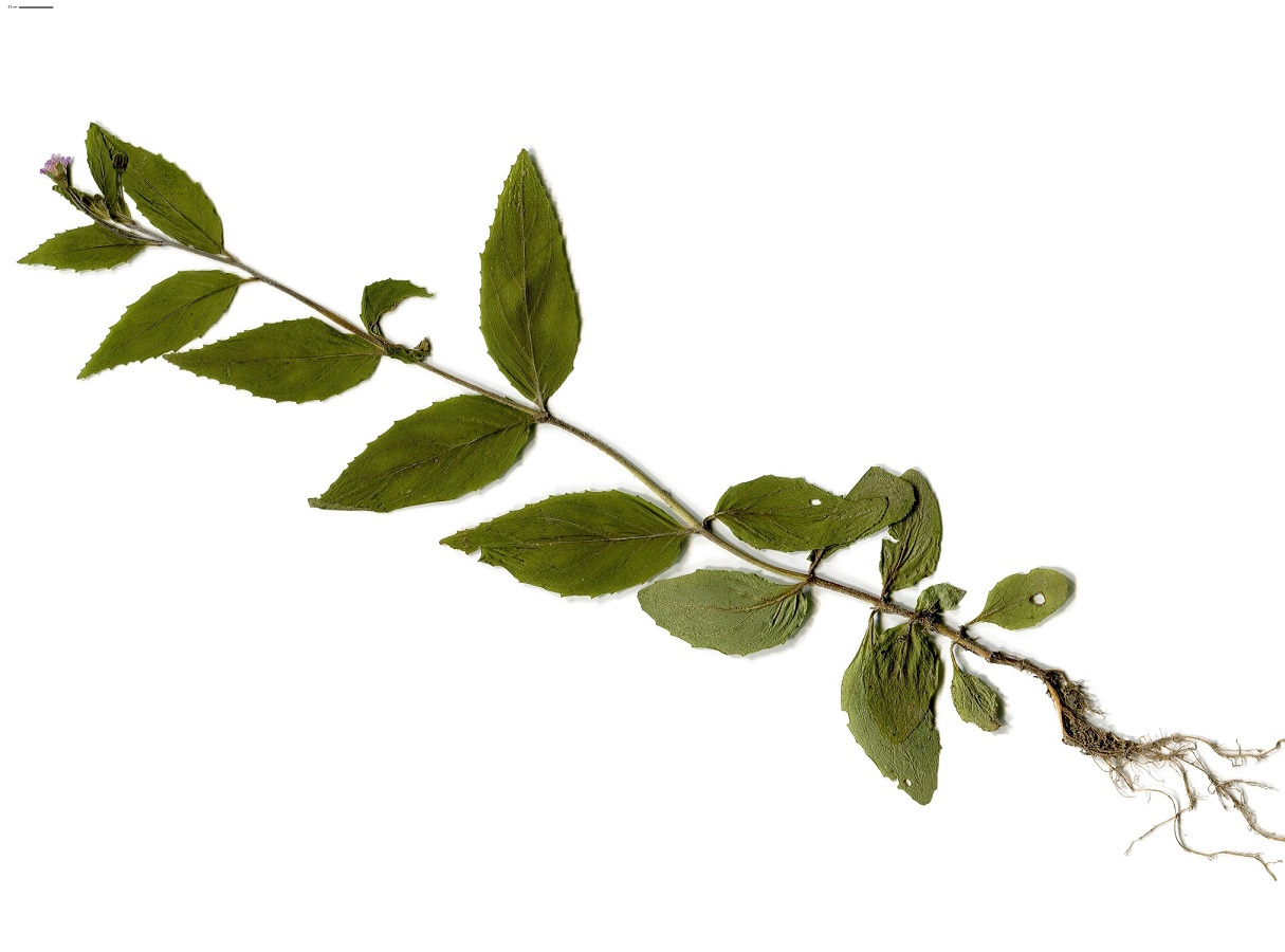 Epilobium roseum subsp. roseum (Onagraceae)